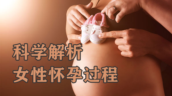 3分钟视频剖析女性是怎么受孕的，整个过程一周内完成